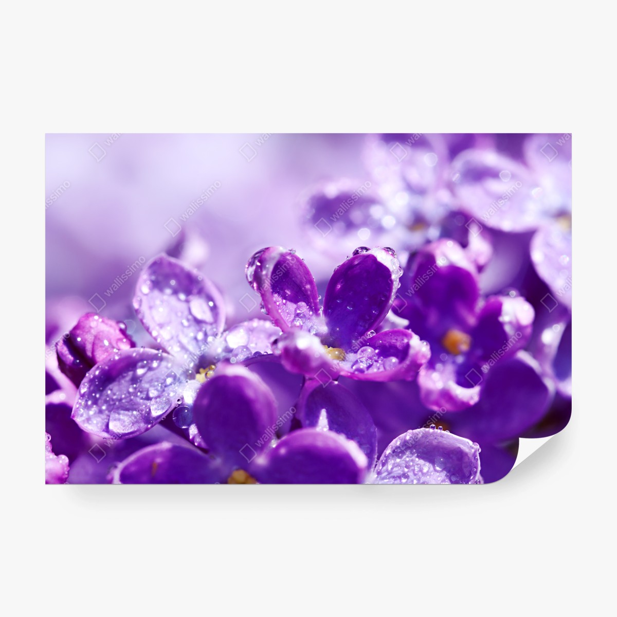 Carta da parati fiori di lillà in rugiada • Wallissimo®