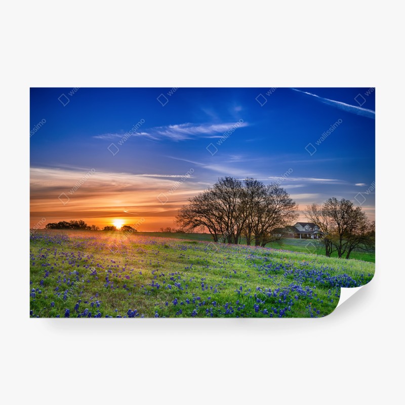 Carta da parati alba in Texas tra i bluebonnet