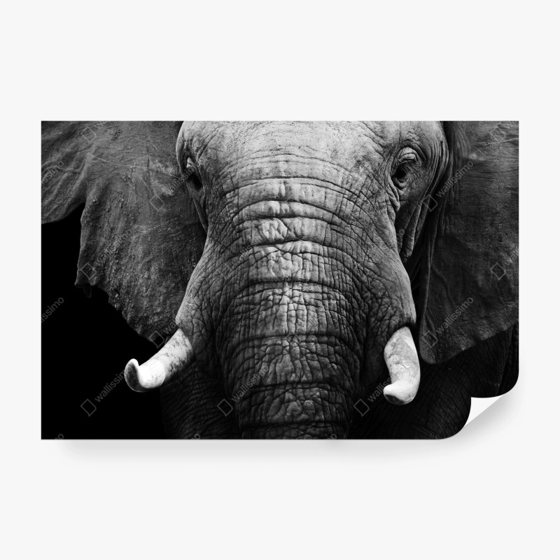 Carta da parati sguardo maestoso dell'elefante in primo piano