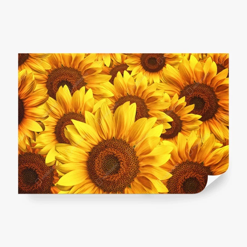 Carta da parati esplosione di girasoli dorati