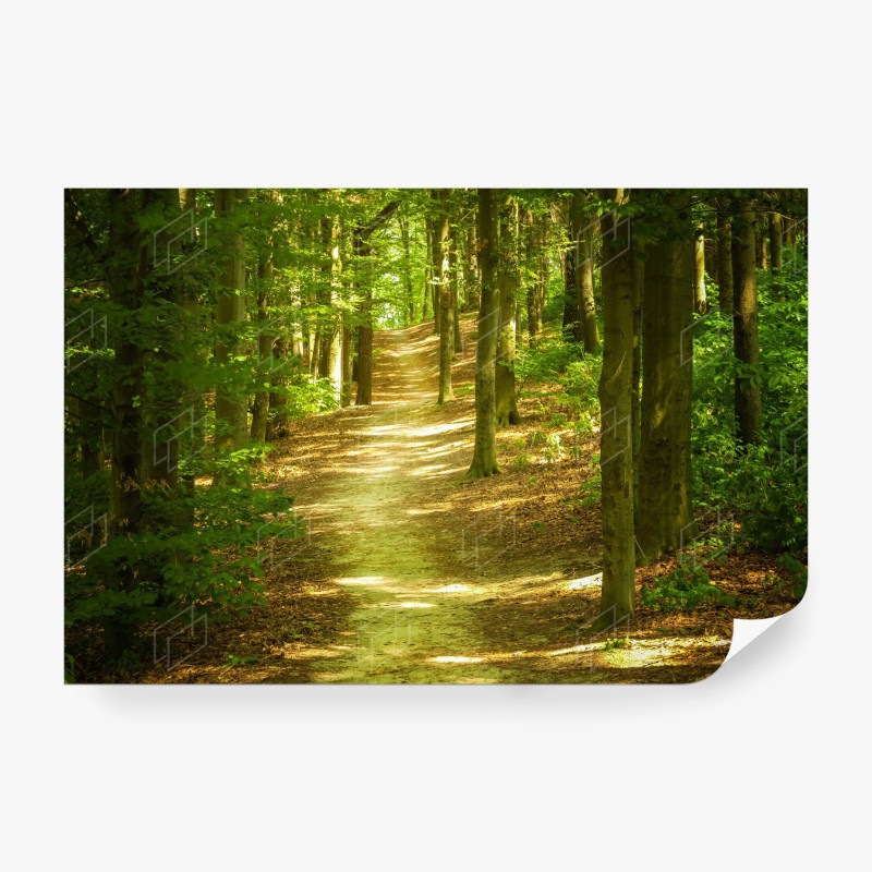 Carta da parati sentiero tra gli alberi verdi