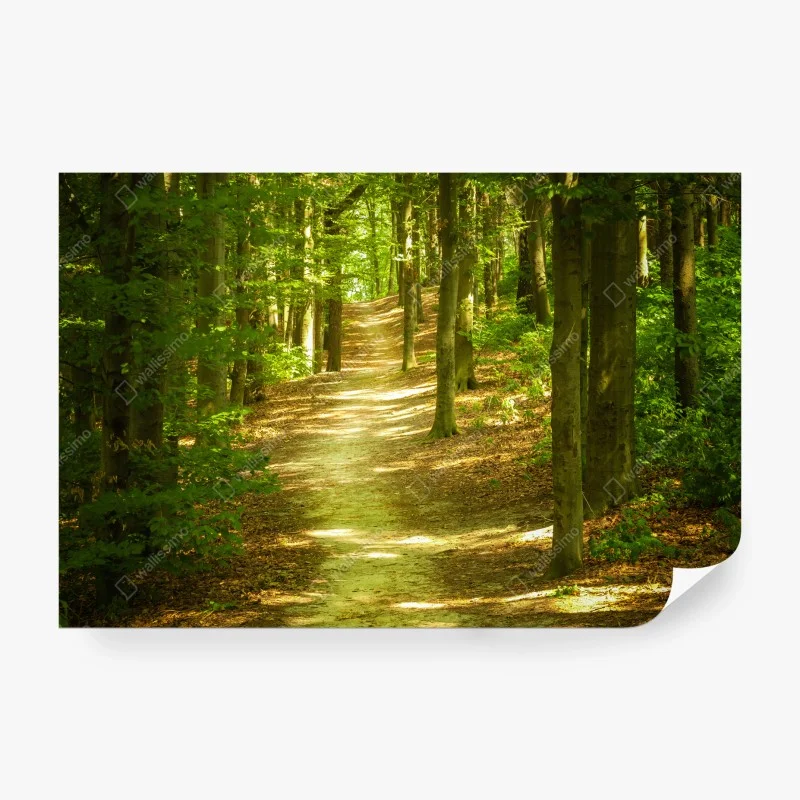 Carta da parati sentiero tra gli alberi verdi