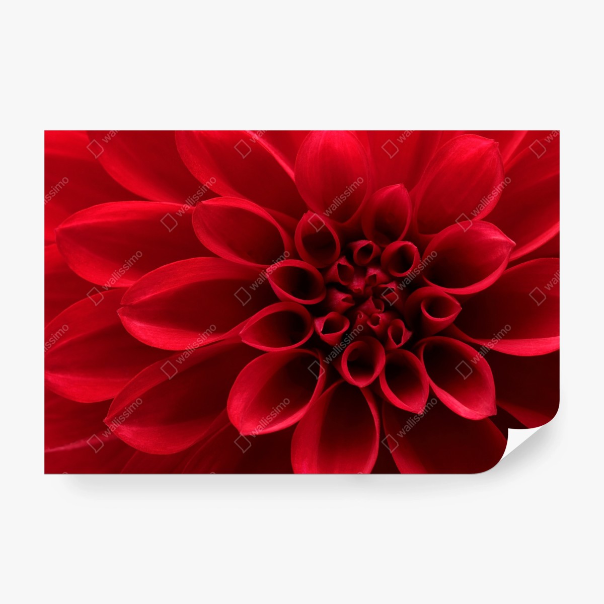 Carta da parati dalia rossa in primo piano • Wallissimo®