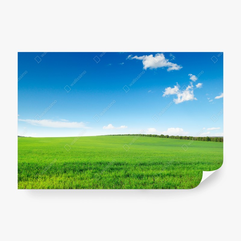 Carta da parati prato verde sotto un cielo azzurro