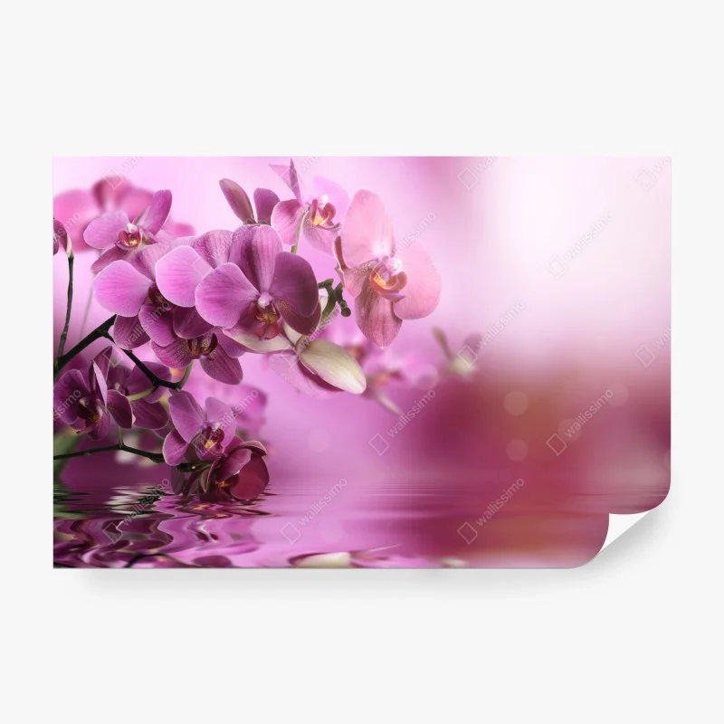 Carta da parati orchidee rosa con riflesso sull'acqua