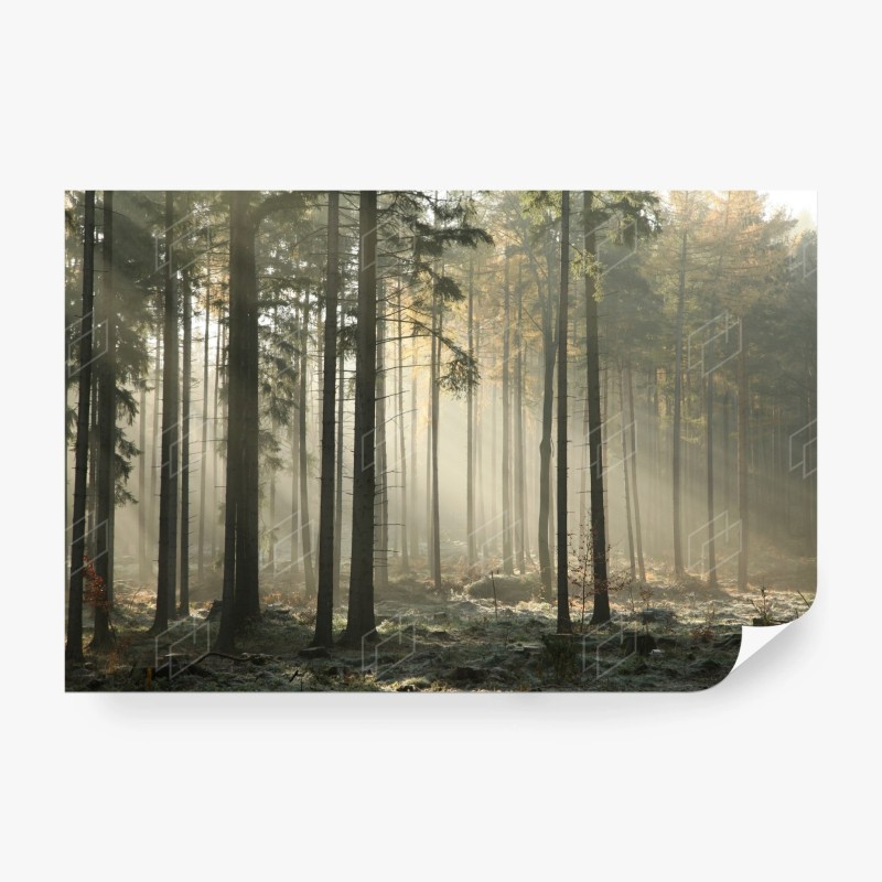 Carta da parati foresta nebbiosa al mattino