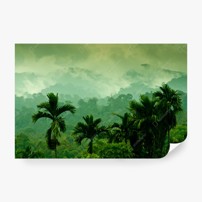 Carta da parati foresta tropicale nella nebbia