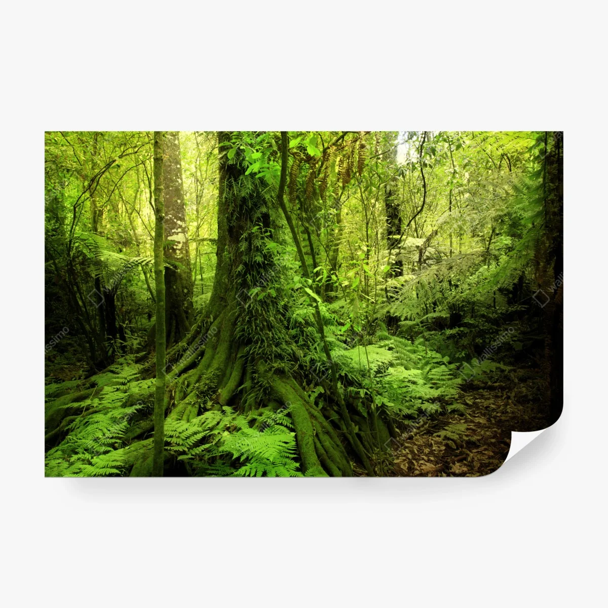 Carta da parati foresta tropicale incantata • Wallissimo®