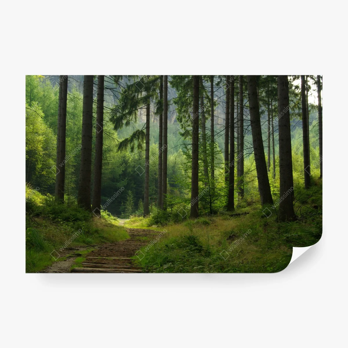 Carta da parati sentiero nella foresta verde • Wallissimo® Carta da parati sentiero nella foresta verde • Wallissimo®