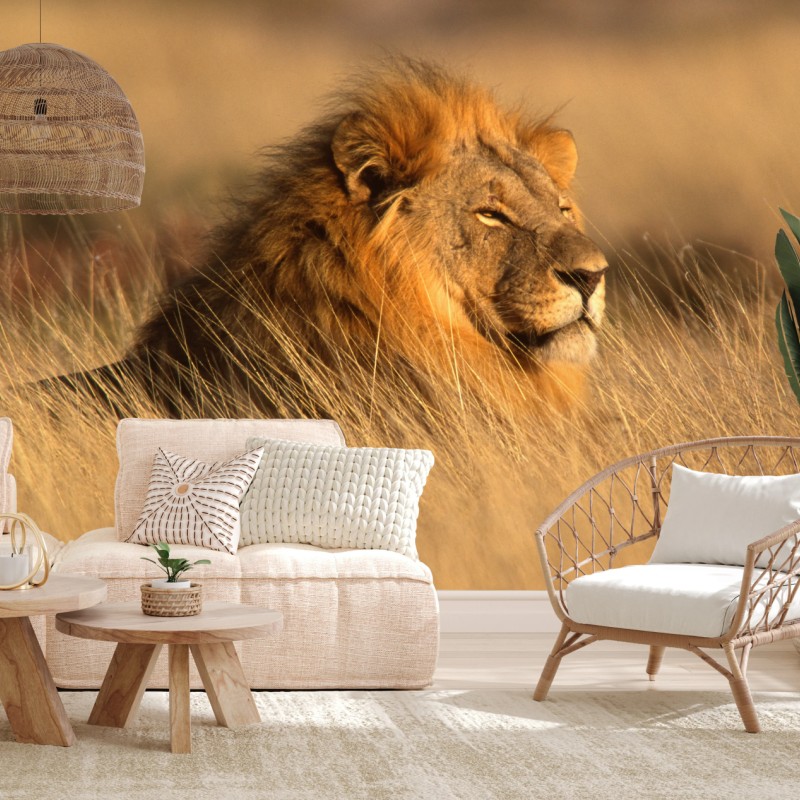 Carta da parati maestoso leone nella savana dorata