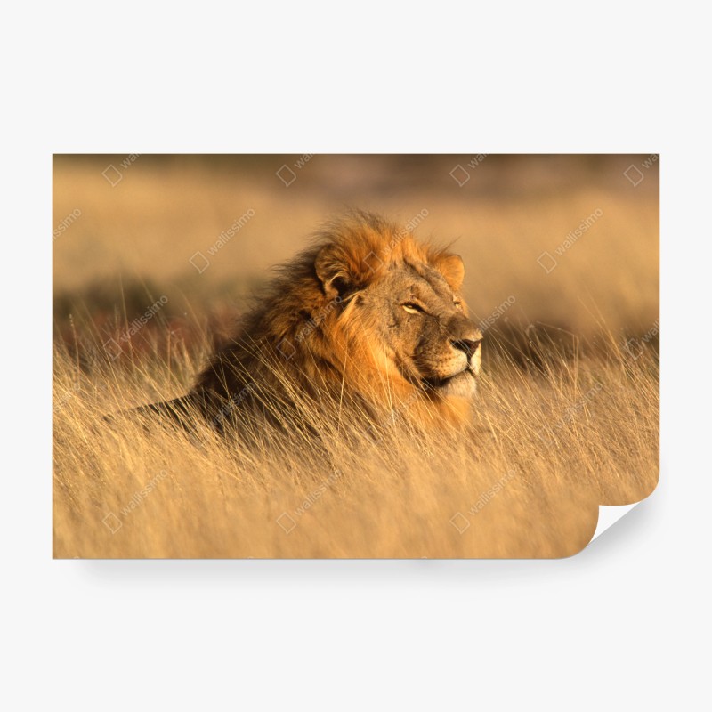 Carta da parati maestoso leone nella savana dorata