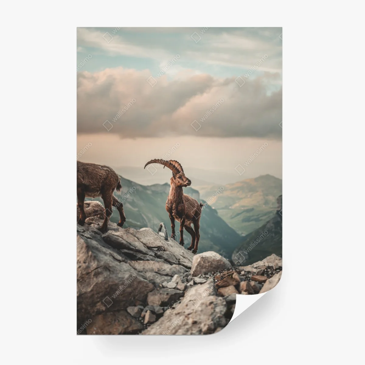 Carta da parati stambecco sulle creste rocciose al tramonto • Wallissimo® Carta da parati stambecco sulle creste rocciose al tramonto • Wallissimo®