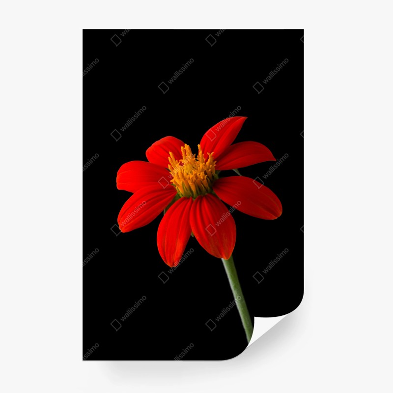 Carta da parati girasole messicano su sfondo nero