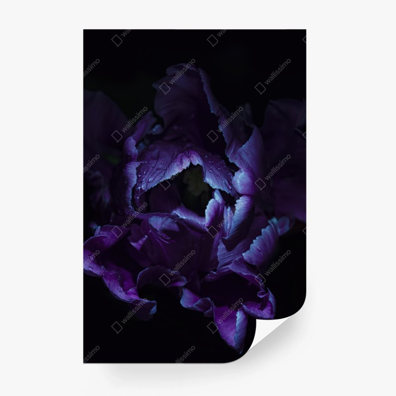Carta da parati tulipano viola in luce ultravioletta