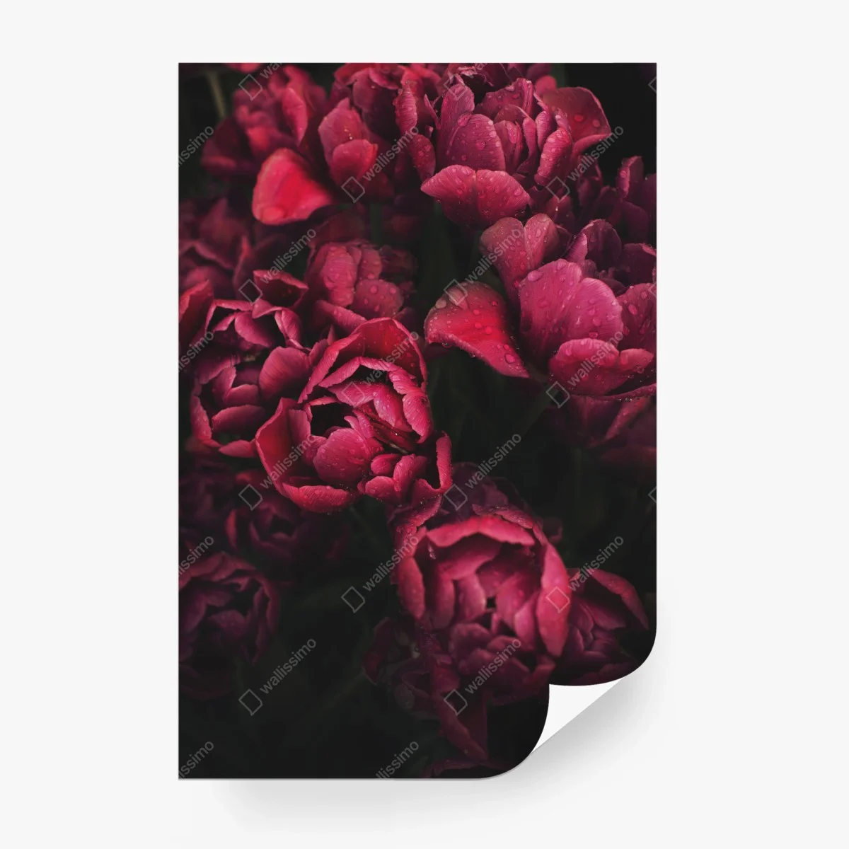 Carta da parati tulipani rubino con gocce di rugiada • Wallissimo®