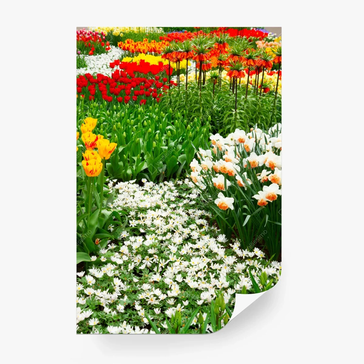 Carta da parati esplosione di fiori primaverili • Wallissimo®