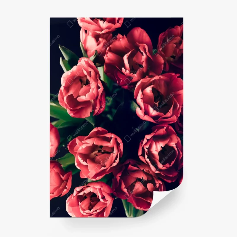 Carta da parati mazzo di tulipani rosa su sfondo scuro