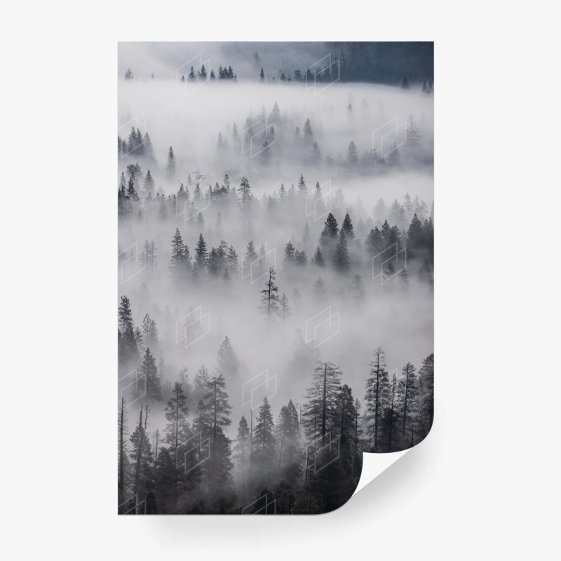 Carta da parati foresta avvolta nella nebbia