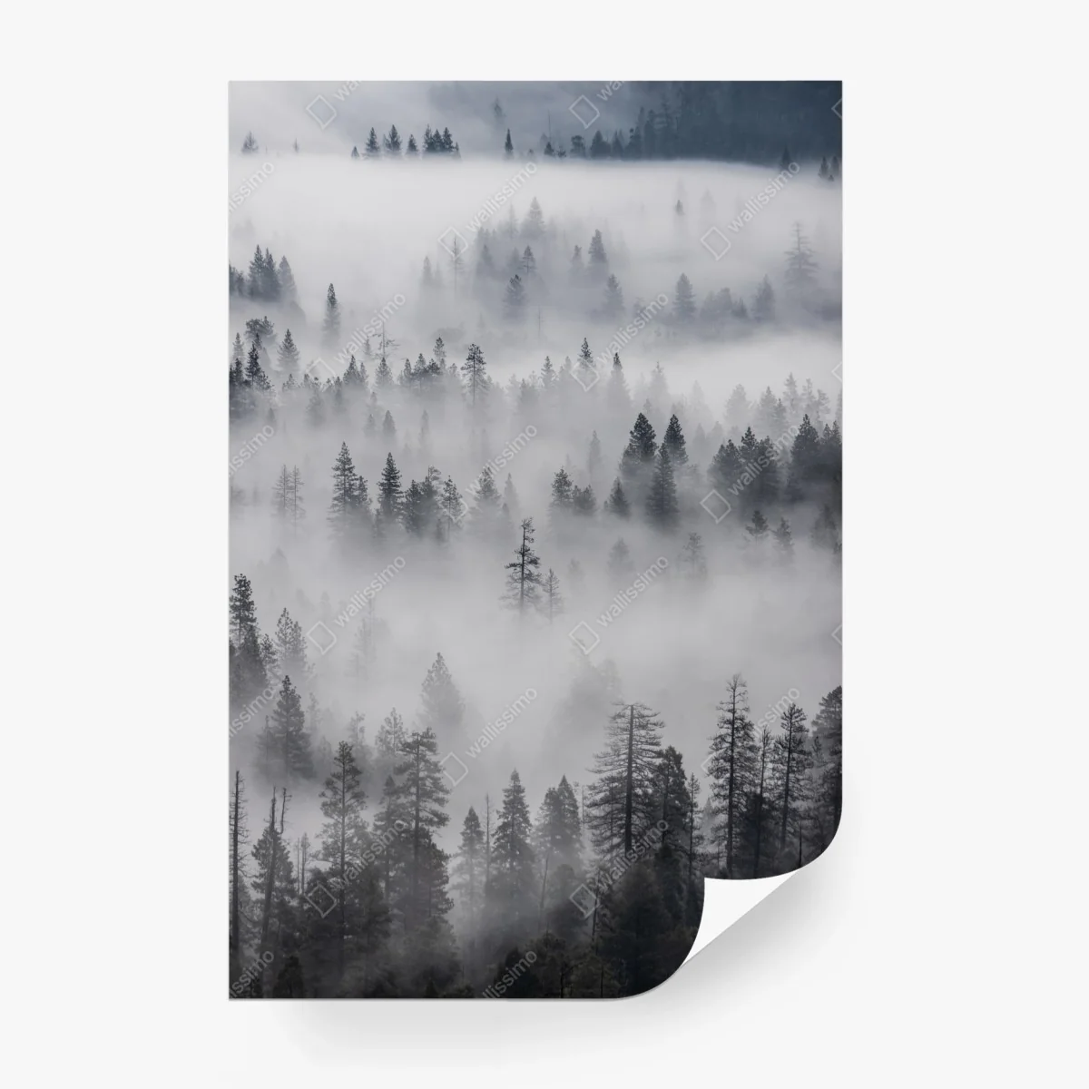 Carta da parati foresta avvolta nella nebbia • Wallissimo®