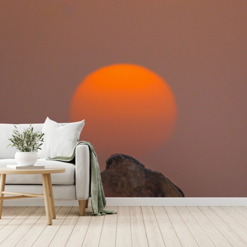 Carta da parati tramonto nel deserto con cammello e custode