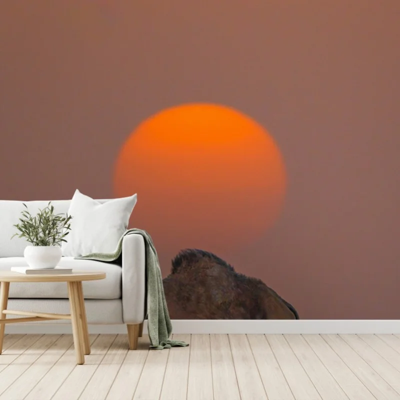 Carta da parati tramonto nel deserto con cammello e custode