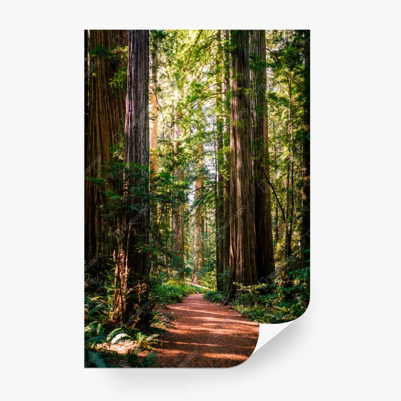 Carta da parati sentiero tra le sequoie maestose