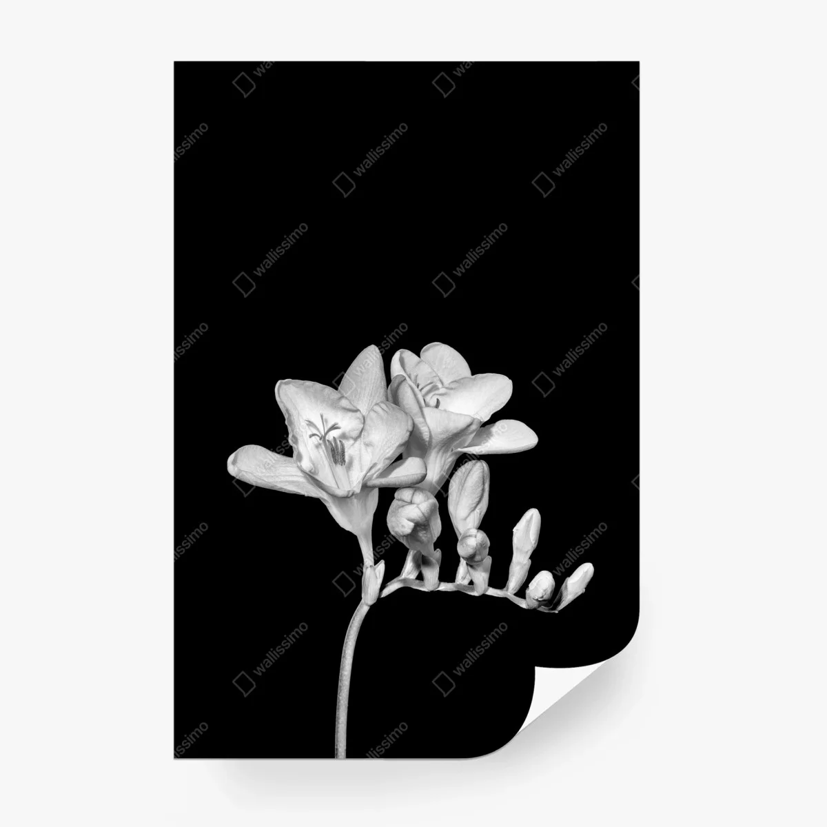Carta da parati fresia monocromatica elegante su sfondo nero • Wallissimo®