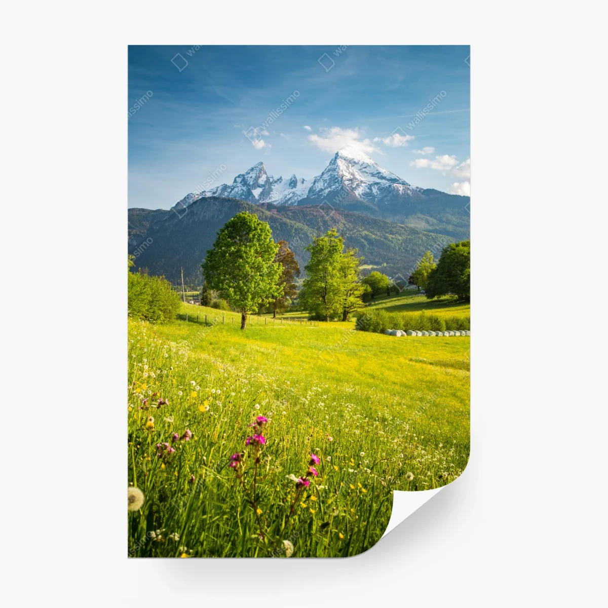 Carta da parati panorama alpino primaverile con prati fioriti • Wallissimo®