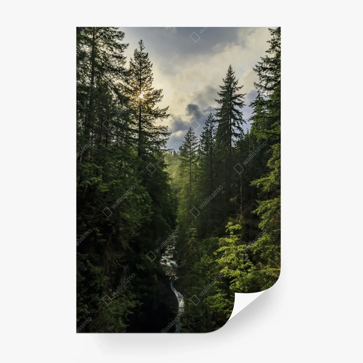 Carta da parati luce dorata nella gola della foresta • Wallissimo® Carta da parati luce dorata nella gola della foresta • Wallissimo®