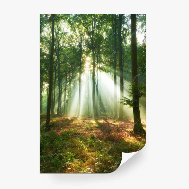 Carta da parati mattino nel bosco: raggi di luce tra gli alberi