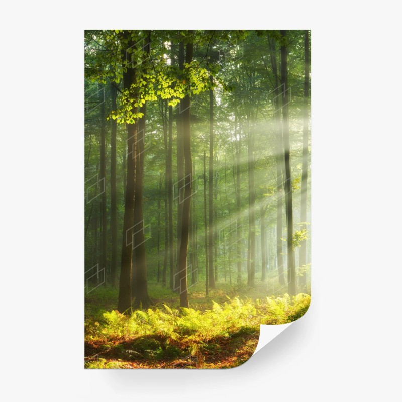 Carta da parati mattina autunnale nella foresta antica