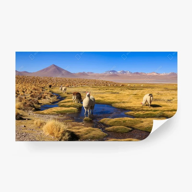 Carta da parati lama sull'altopiano delle Ande
