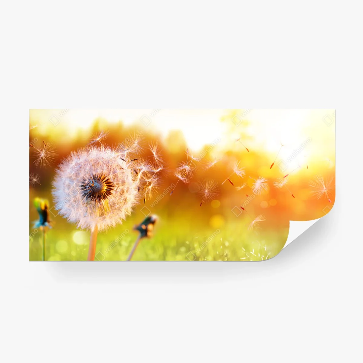 Carta da parati soffione al tramonto: il volo dei semi • Wallissimo® Carta da parati soffione al tramonto: il volo dei semi • Wallissimo®