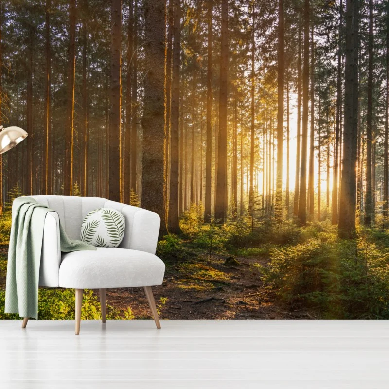 Carta da parati rifugio di luce nella foresta