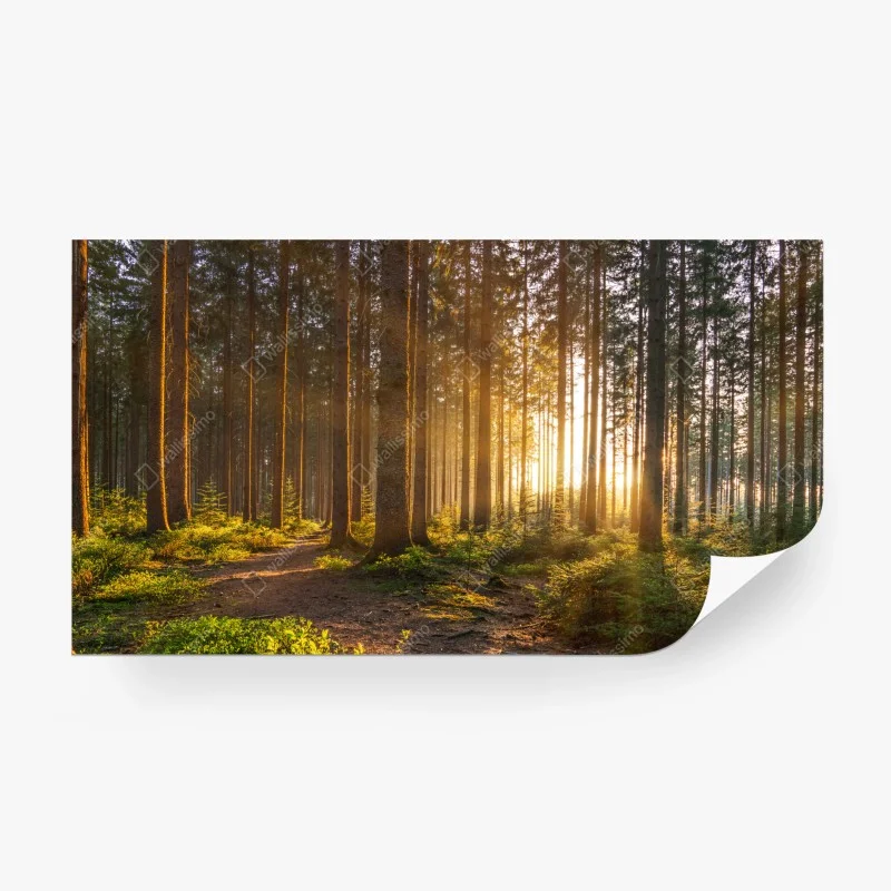 Carta da parati rifugio di luce nella foresta