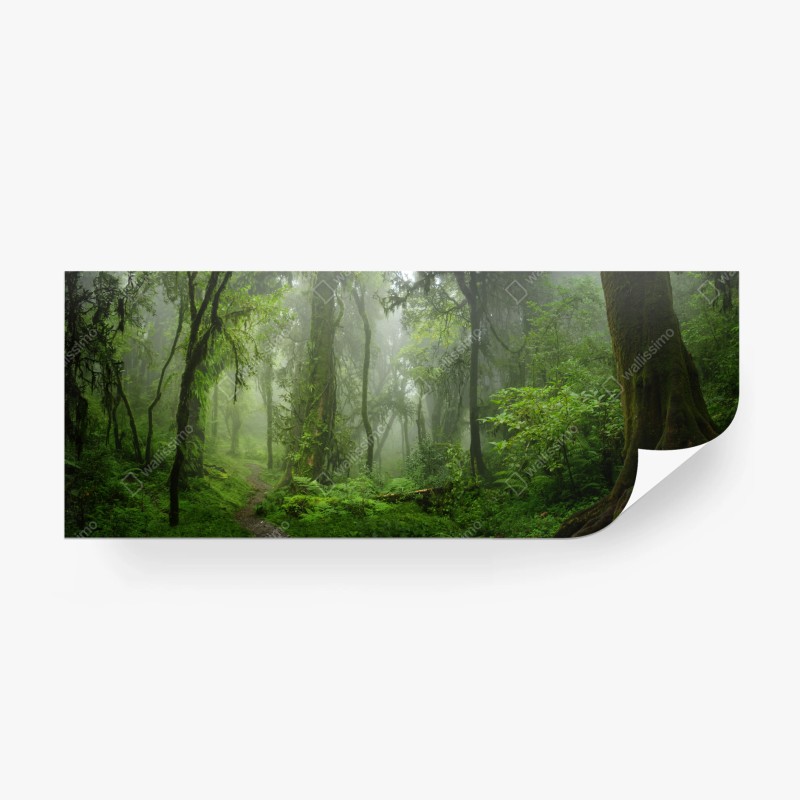 Carta da parati foresta pluviale nebbiosa
