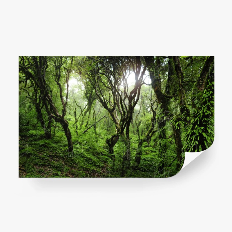 Carta da parati foresta incantata di muschio e felci