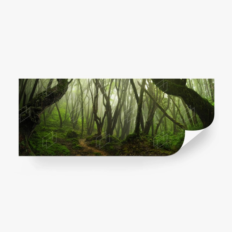 Carta da parati foresta incantata nella nebbia
