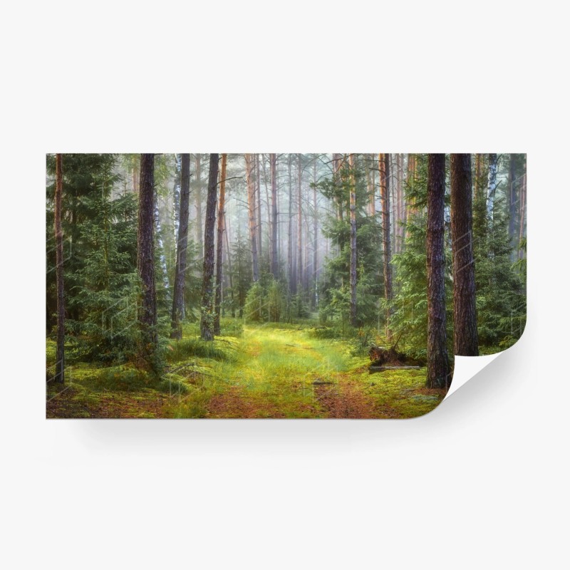 Carta da parati rifugio di luce nella foresta