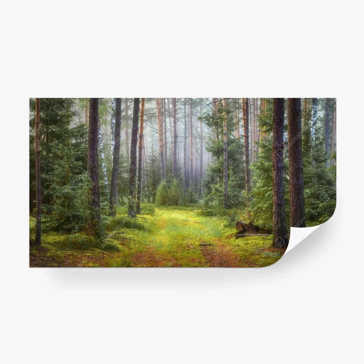 Carta da parati rifugio di luce nella foresta • Wallissimo®