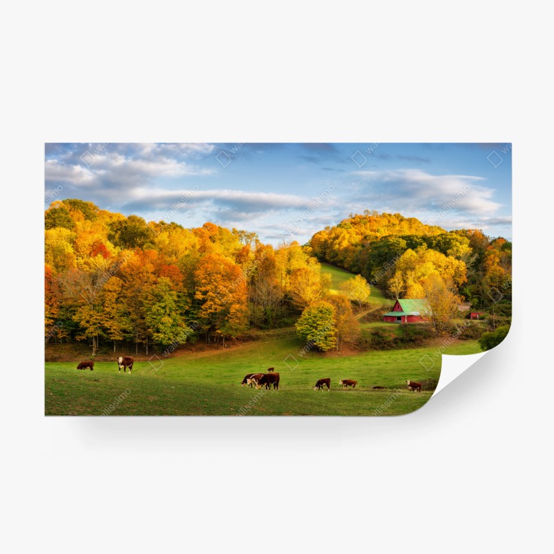 Carta da parati valle autunnale con cascina rossa e mucche