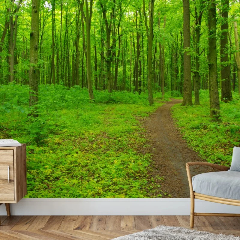 Carta da parati sentiero nella foresta primaverile