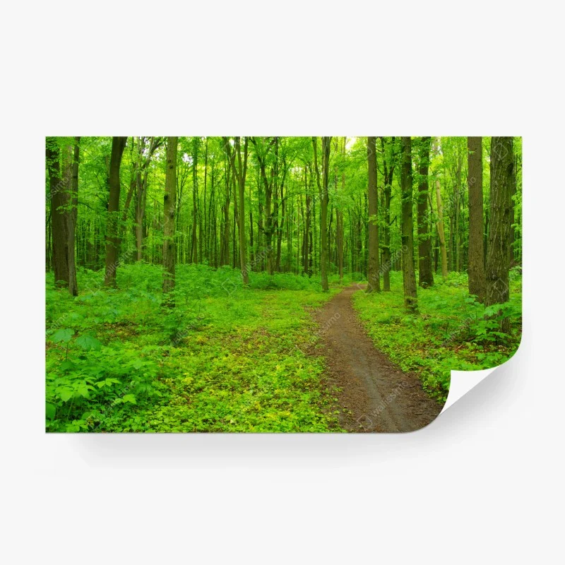 Carta da parati sentiero nella foresta primaverile