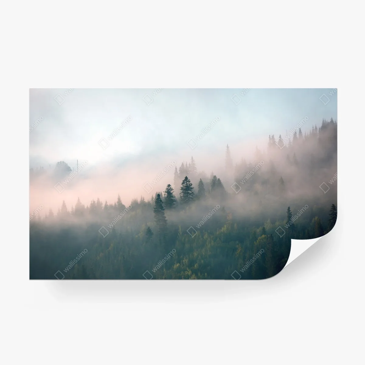 Carta da parati alba nella foresta avvolta dalla nebbia • Wallissimo®