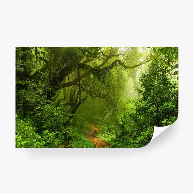 Carta da parati sentiero incantato nella foresta pluviale