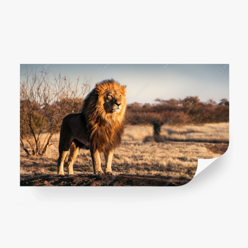 Carta da parati il re della savana