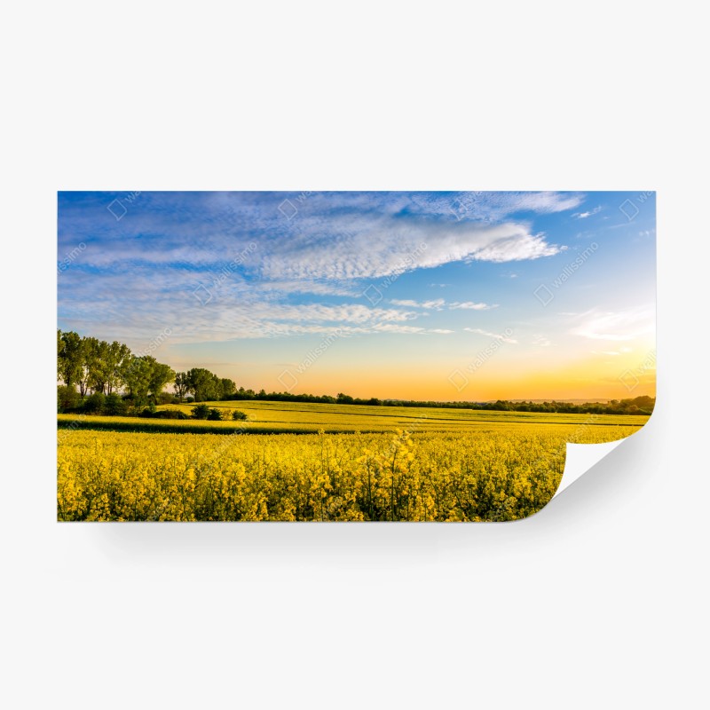 Carta da parati tramonto sul campo di colza