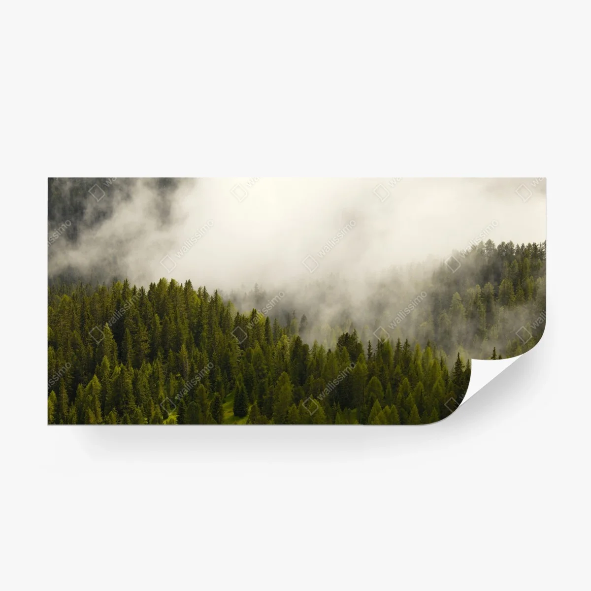 Carta da parati sussurro di nebbia nella foresta • Wallissimo®