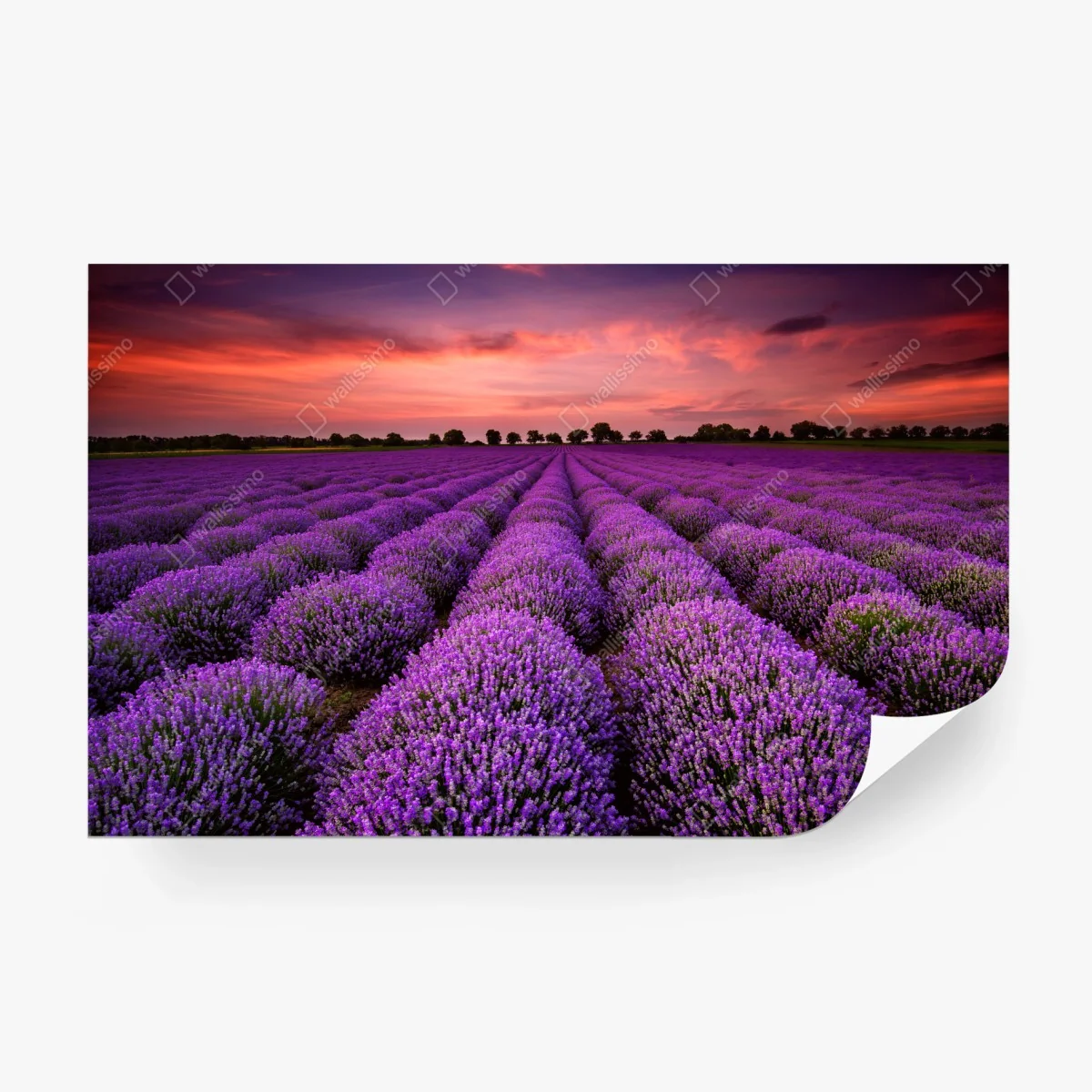 Carta da parati orizzonte di lavanda al tramonto • Wallissimo®