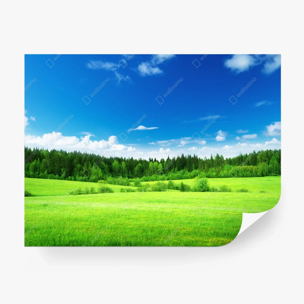 Carta da parati paesaggio primaverile con prato e foresta • Wallissimo®
